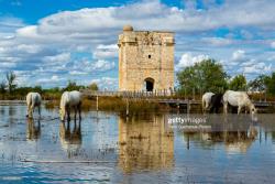 CAMARGUE