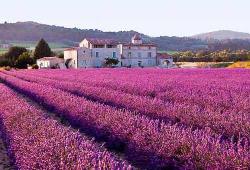 CAMPO DI LAVANDA